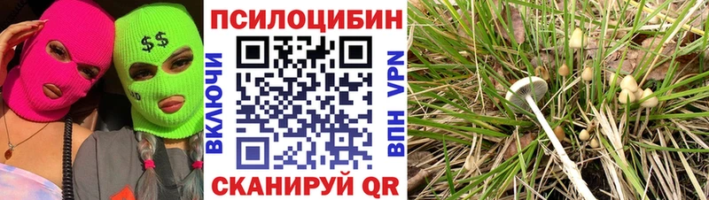 дарк нет официальный сайт  Высоцк  Псилоцибиновые грибы ЛСД 